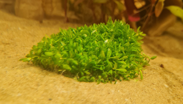 Nouvelles arrivantes