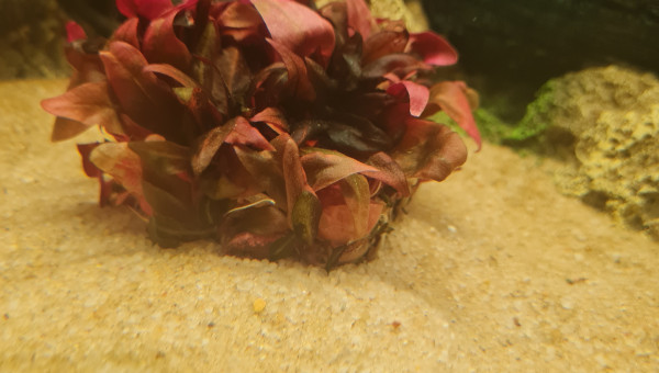 Nouvelles arrivantes