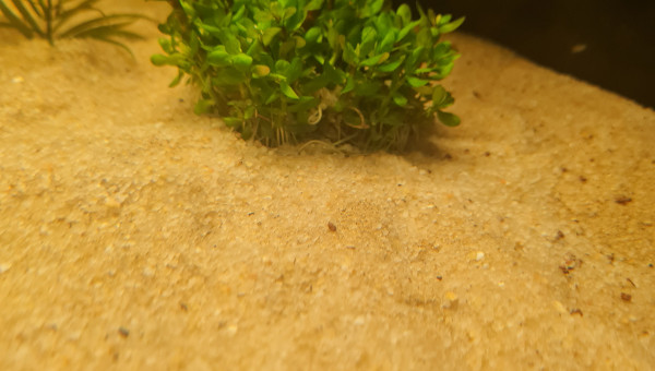 Nouvelles arrivantes