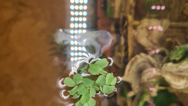 Nouvelles arrivantes