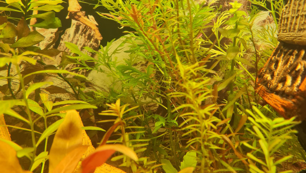 Satisfait du substrat