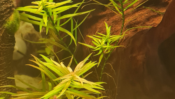 Satisfait du substrat