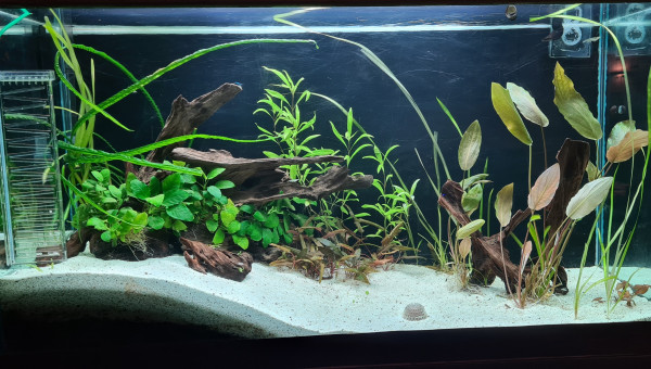 Refonte et ajout Crevettes