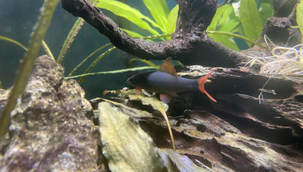 Epalzeo Bicolor / Labeo