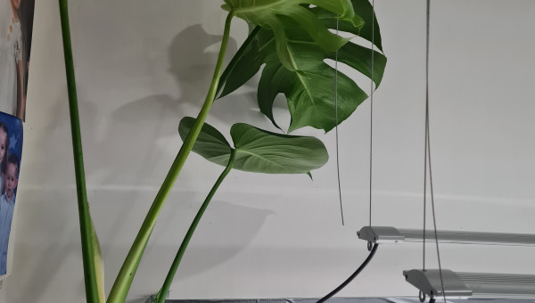 Monstera deliciosa