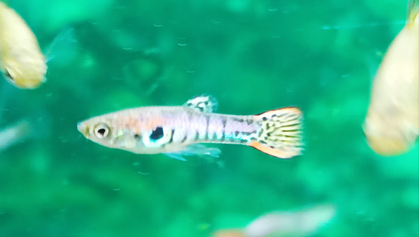 idem mais plus jeune