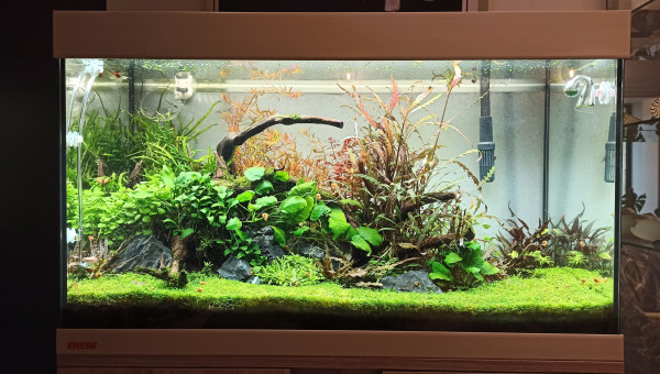 Dernière photo avant rescape complet