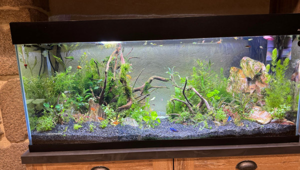 240l : LA  GUERRE DES...Algues