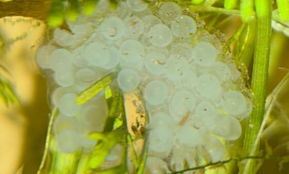 Oeuf d'asolene spixi