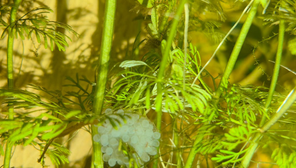 Oeuf d'asolene spixi