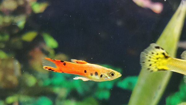 ça grandit vite et trop ....mais qu est ce que c est beau.