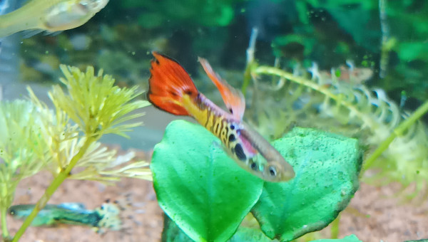 d ailleurs a tous les aquariophilies.