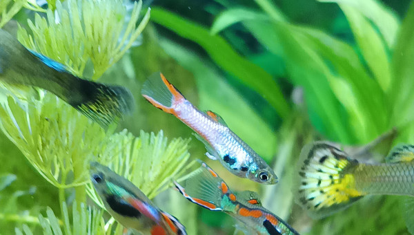 mélange de la part de la nature ! Merci