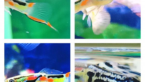 queue de la première photo