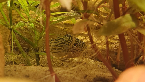 C'est bon je suis caché