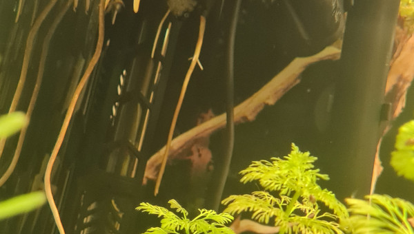 Racine de pothos et de monstera