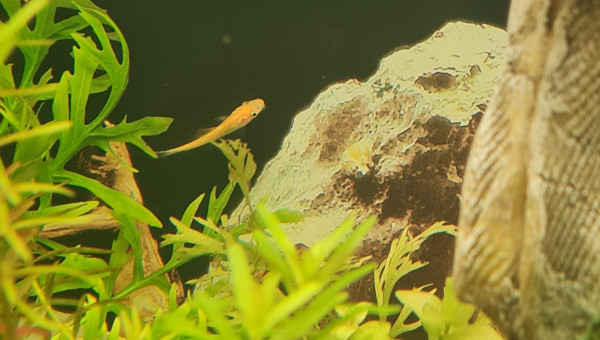 gyrinocheilus aymonieri  albinos