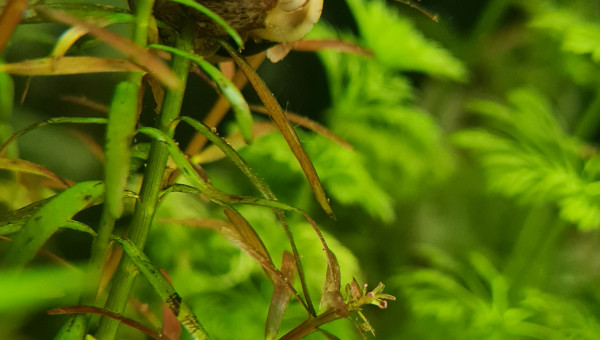 Encore une grappe d'asolene spixi