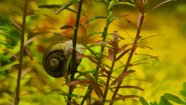 Encore une grappe d'asolene spixi