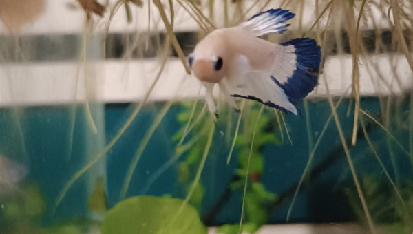 Arrivée de ❄️ Flocon ❄️