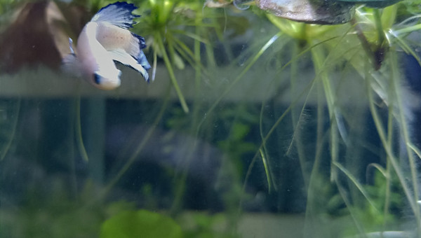 Arrivée de ❄️ Flocon ❄️