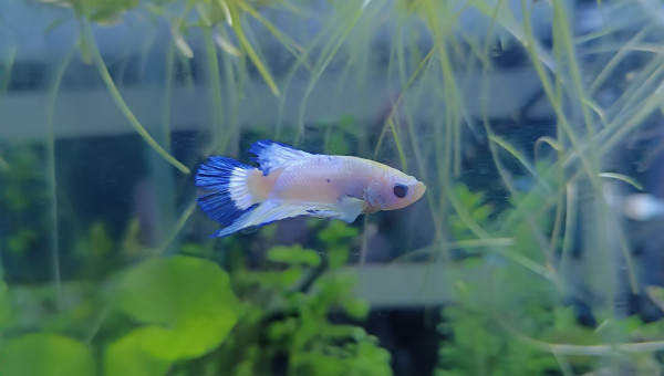 Arrivée de ❄️ Flocon ❄️