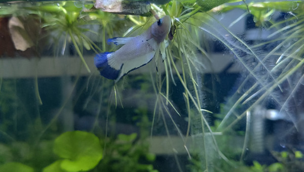 Arrivée de ❄️ Flocon ❄️