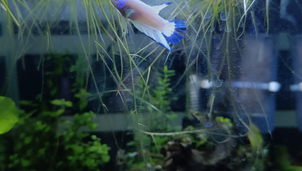 Arrivée de ❄️ Flocon ❄️