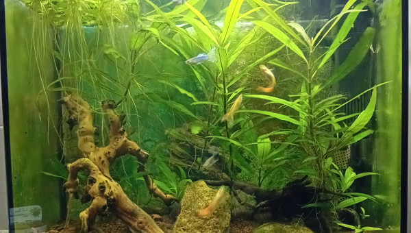 Besoin d'un peu de coupe