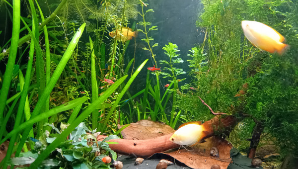 Passage au fond noir