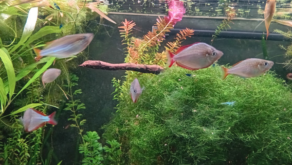 Passage au fond noir