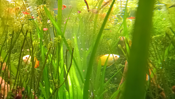 Passage au fond noir