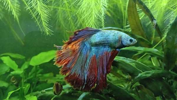 Passage au fond noir 2