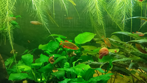 Passage au fond noir 2