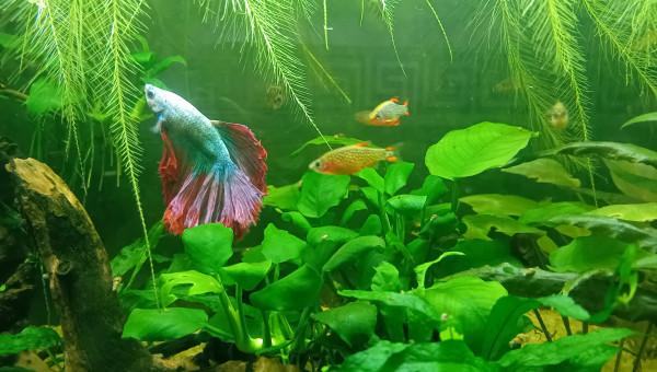 Passage au fond noir 2