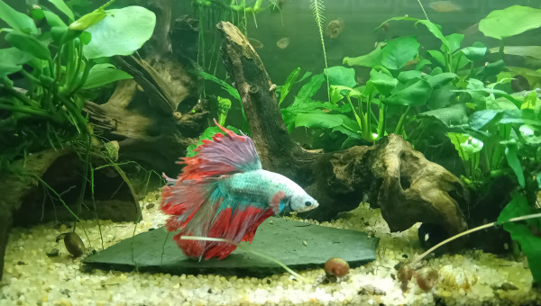 Passage au fond noir 2