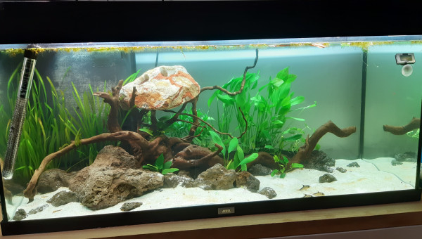 Qques plantes ajoutées