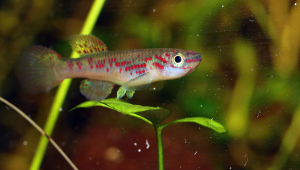 Fundulopanchax spoorenbergi ♀ et ♂