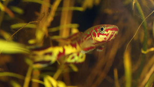 Fundulopanchax spoorenbergi ♀ et ♂