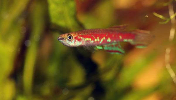 Scriptaphyosemion cauveti ♀ et ♂