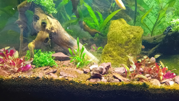 Rajout quelques plantes