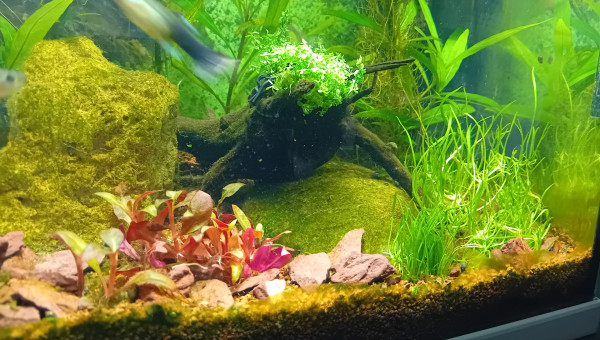 In vitro, pas facile a installer