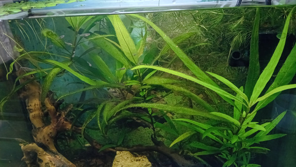 J'ai pas mal d'algues