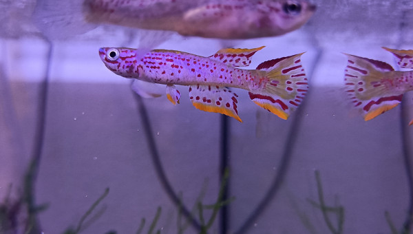 Couple ♀️ ♂️ Aphyosemion jeanhuberi Malinga GBG 93-20