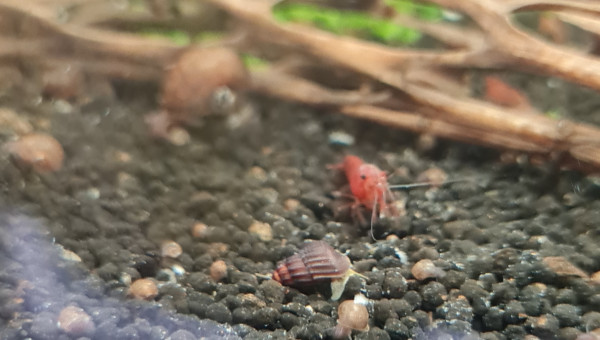 Premiers juvéniles !