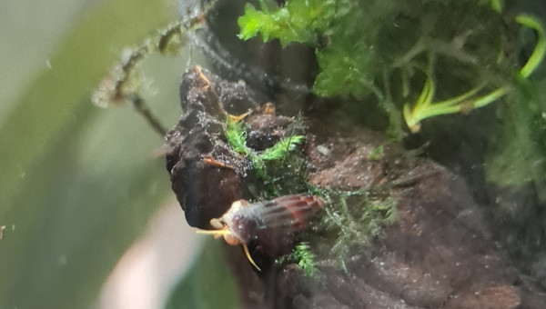 Premiers juvéniles ?