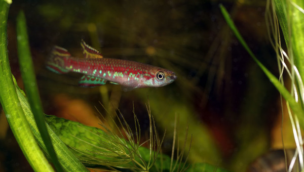 Scriptaphyosemion cauveti ♂