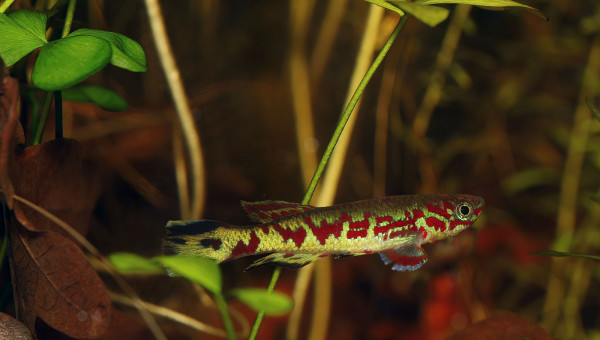 Fundulopanchax spoorenbergi  ♂