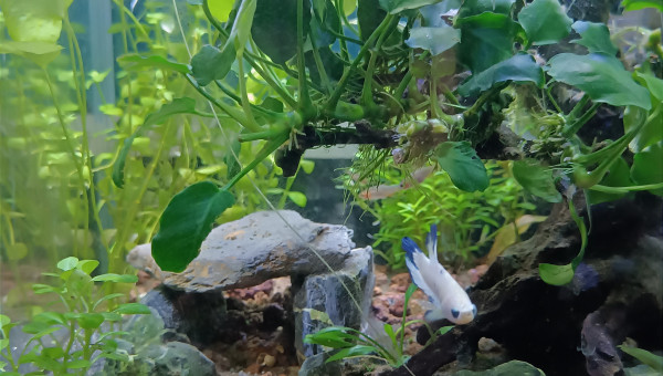 Il y a de la vie dans le nano