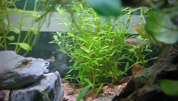 Il y a de la vie dans le nano